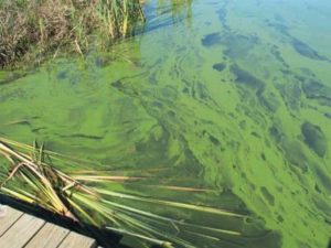 Blue Green Algae And Lymes Disease Info For Website